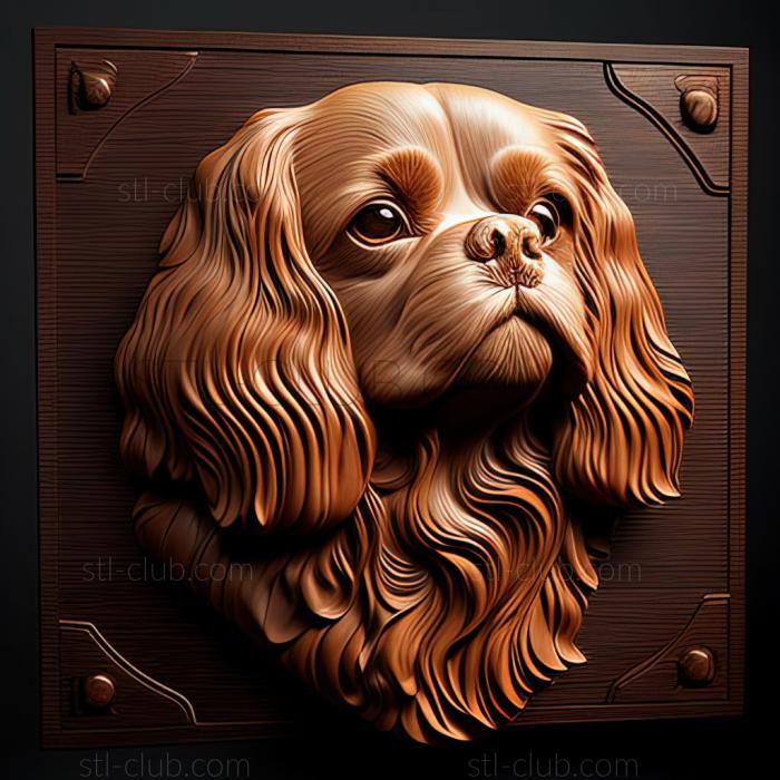 st Cavalier King Charles Spaniel dog